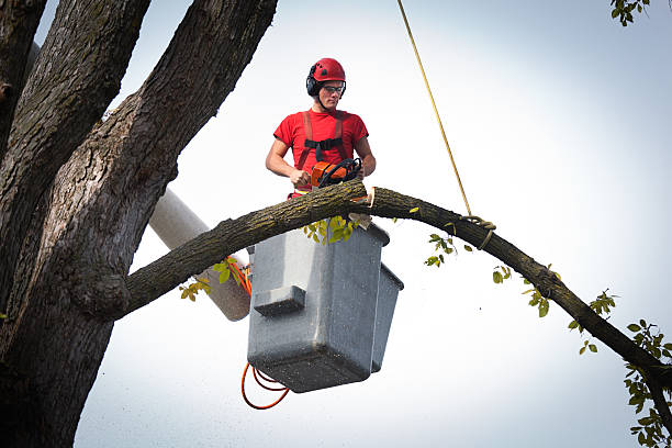 Best Hedge Trimming  in Cedar Rapids, IA