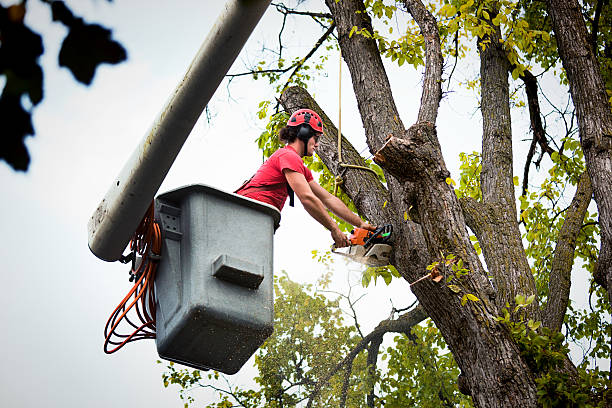 Best Landscape Design and Installation  in Cedar Rapids, IA